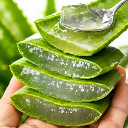 Folhas De Babosa (grossa!) Aloe Vera/ Barbadensis Miller 1kg + Muda 10cm + Brinde