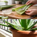Folhas De Babosa (grossa!) Aloe Vera/ Barbadensis Miller 1kg + Muda 10cm + Brinde