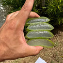 Folhas De Babosa (grossa!) Aloe Vera/ Barbadensis Miller 1kg + Muda 10cm + Brinde