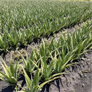 Folhas De Babosa (grossa!) Aloe Vera/ Barbadensis Miller 1kg + Muda 10cm + Brinde